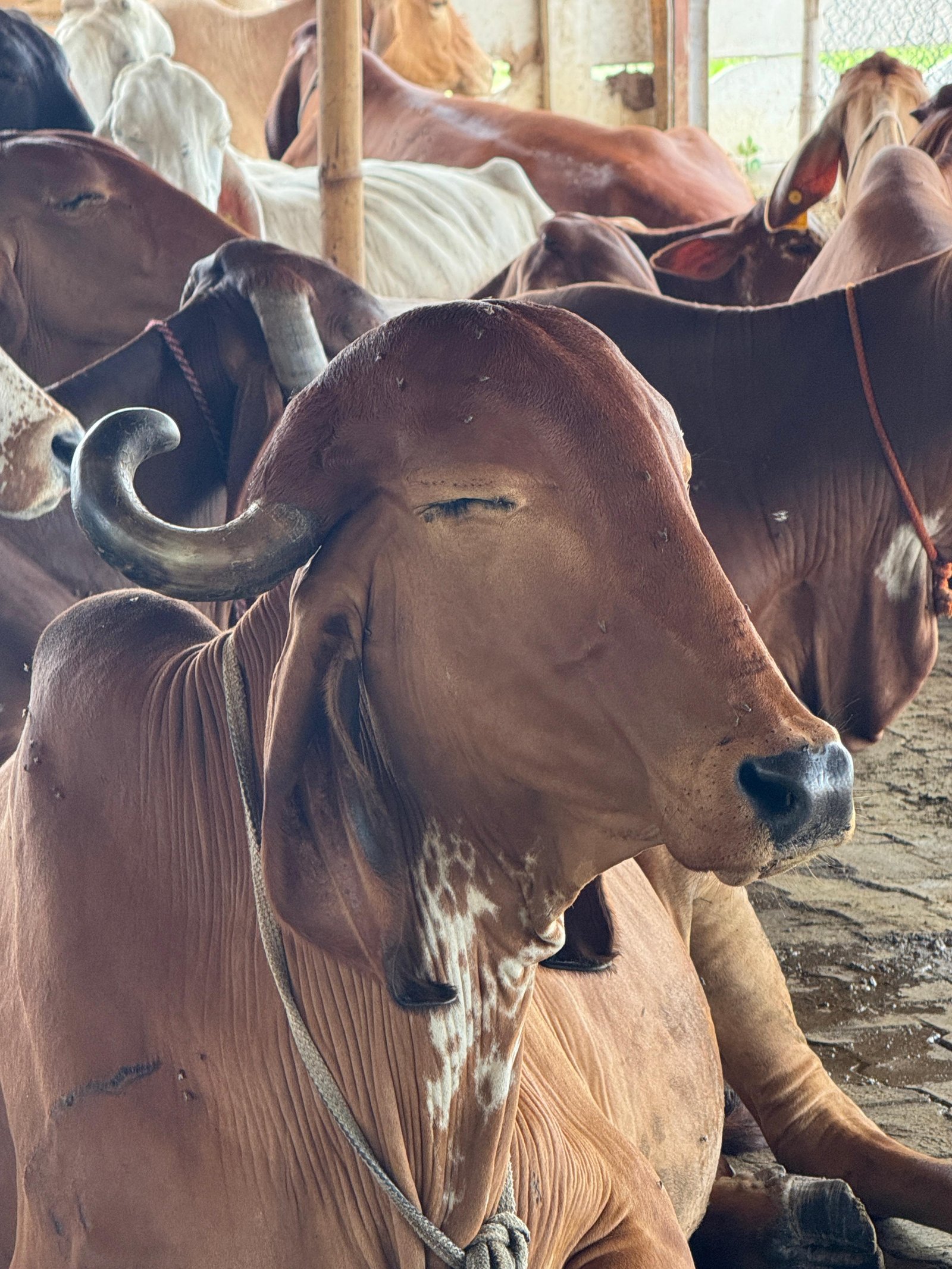 Cow Product