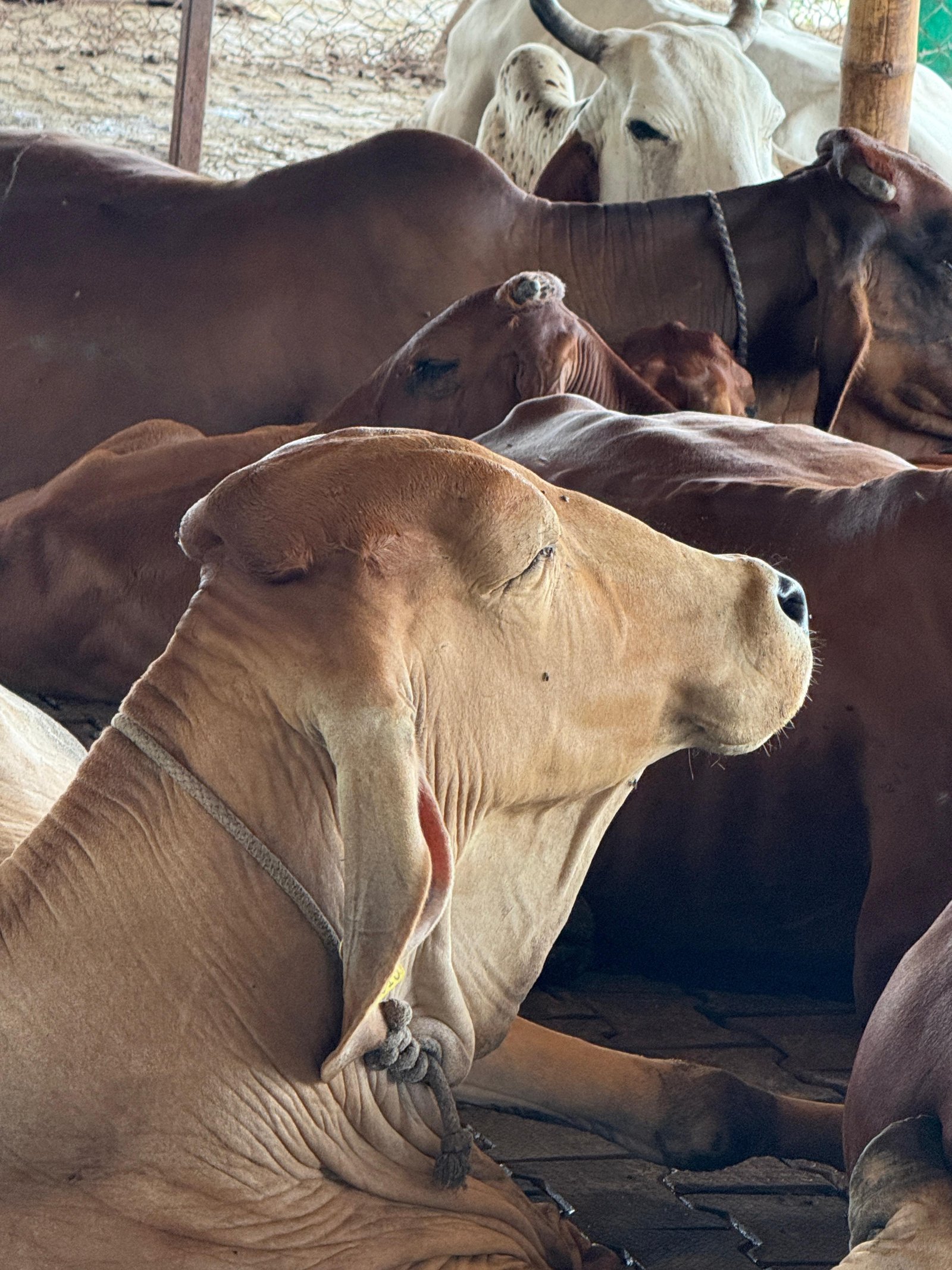 Cow Product