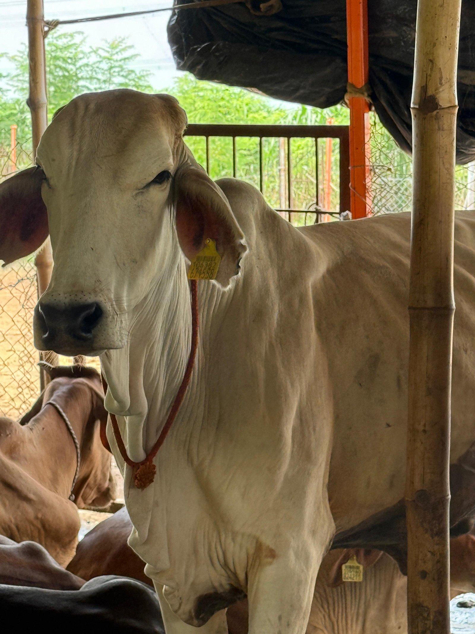 Cow Product