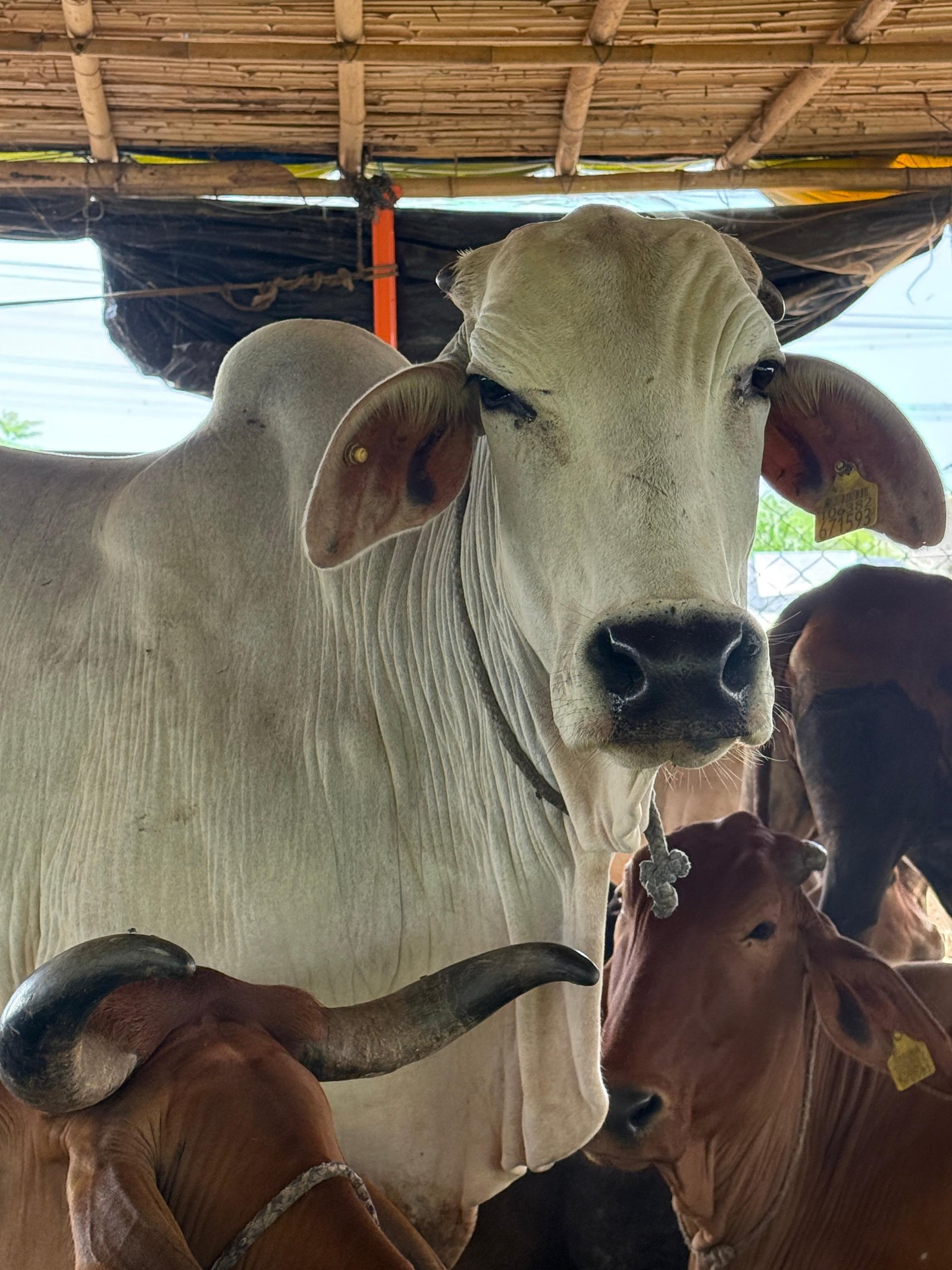 Cow Product